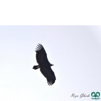 گونه کرکس سیاه Eurasian Black Vulture